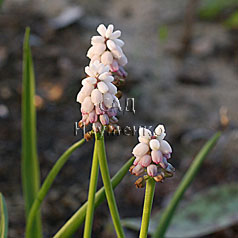 MUSCARI armeniacum hort. 'PINK SURPRISE'
